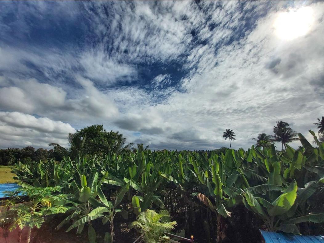 Banana Farm House ハンピ エクステリア 写真